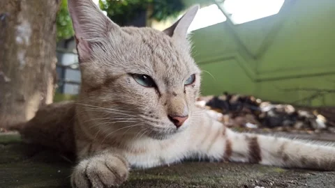 Cute cat Stock-Footage 261058691