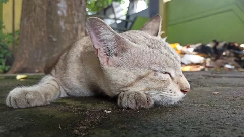 Cute cat Stock Footage 261058728