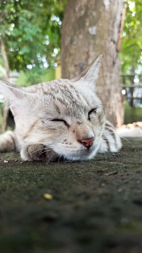 Cute cat Video stock 261058730