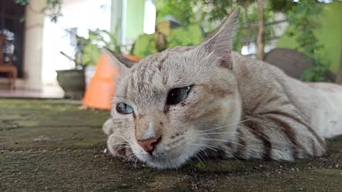 Cute cat Video stock 261058800
