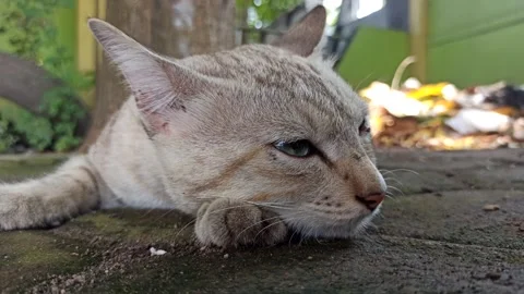 Cute cat Stock Footage 261058801