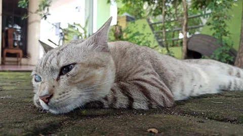 Cute cat Video stock 261058837