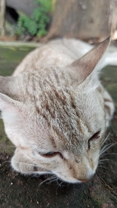Cute cat Video stock 261058840