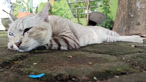 Cute cat Stock Footage 261058843