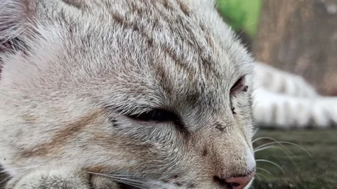 Cute cat Stock-Footage 261058908