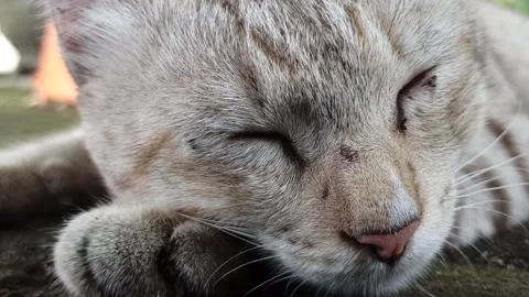 Cute cat Video stock 261058913