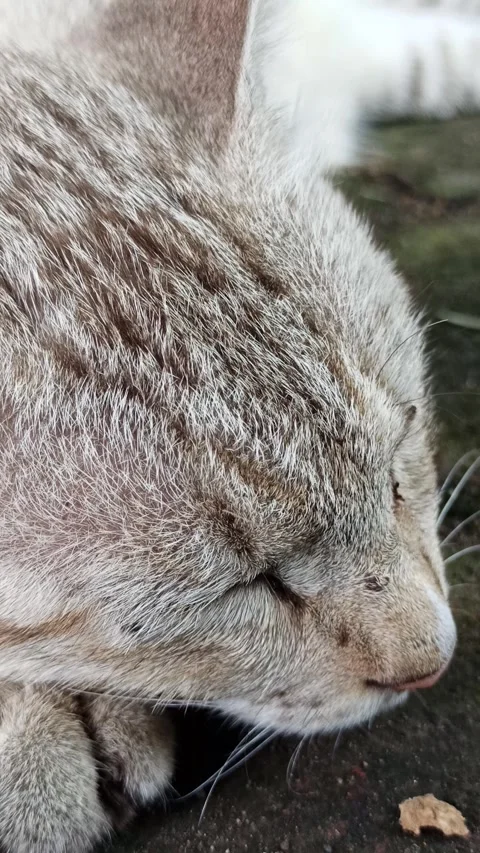 Cute cat Video stock 261058967