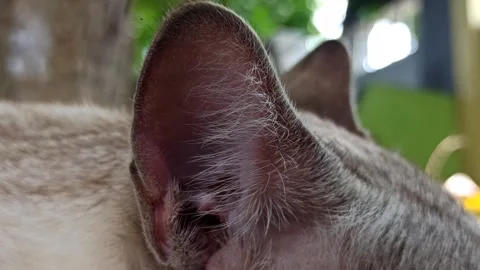 Cute cat Video stock 261058969