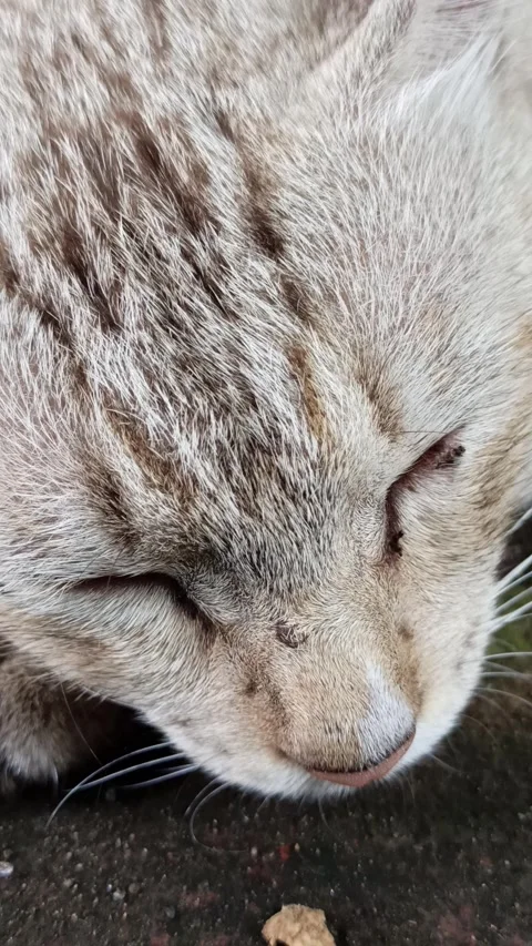 Cute cat Video stock 261059018