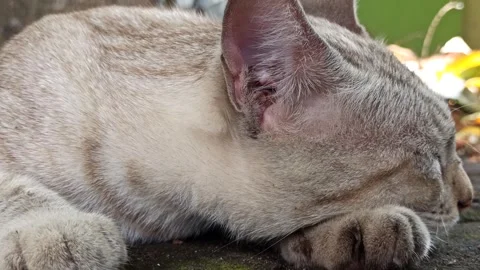 Cute cat Video stock 261059019