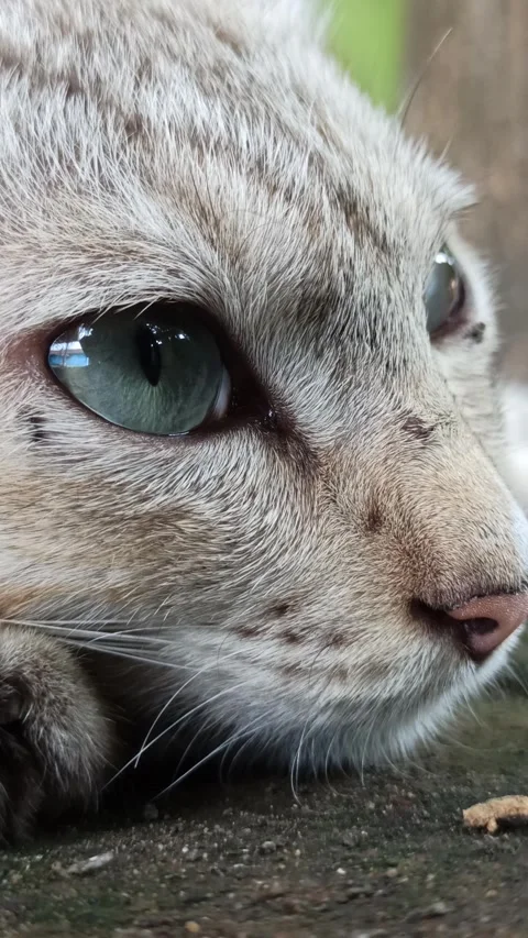 Cute cat Stock Footage 261059020