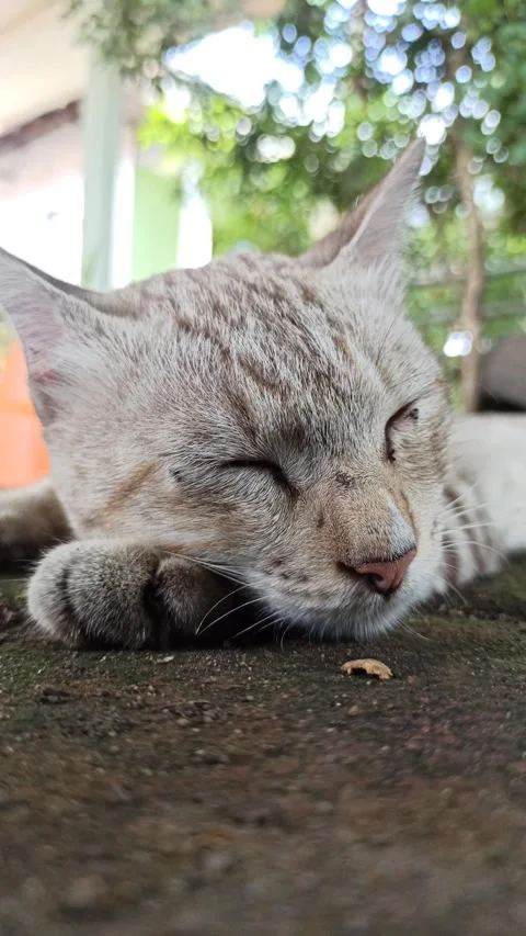 Cute cat Stock Footage 261059147