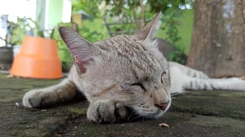 Cute cat Stock Footage 261059174