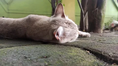 Cute cat Stock Footage 261059263