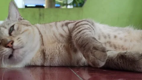 Cute cat Video stock 261059265