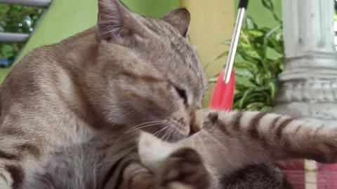Cute cat Video stock 261059320