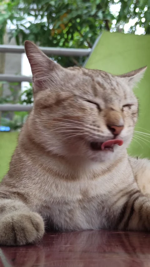 Cute cat Video stock 261059362
