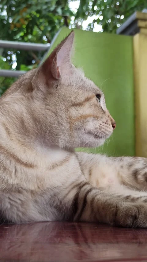 Cute cat Stock-Footage 261059388