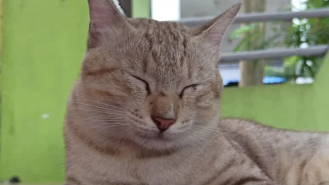 Cute cat Stock Footage 261059392