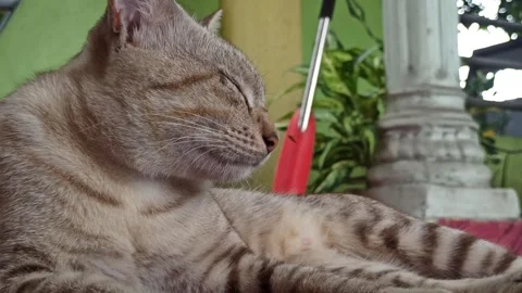 Cute cat Stock-Footage 261059424