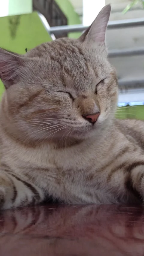 Cute cat Stock Footage 261059477