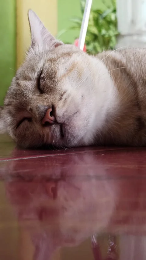 Cute cat Stock-Footage 261059550