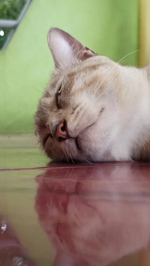 Cute cat Stock Footage 261059574