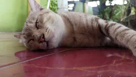 Cute cat Stock-Footage 261059575