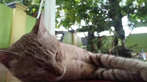 Cute cat Video stock 261059614