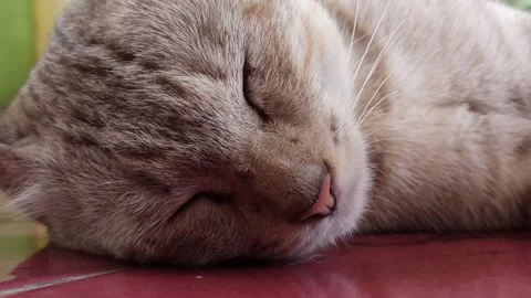 Cute cat Stock-Footage 261059615