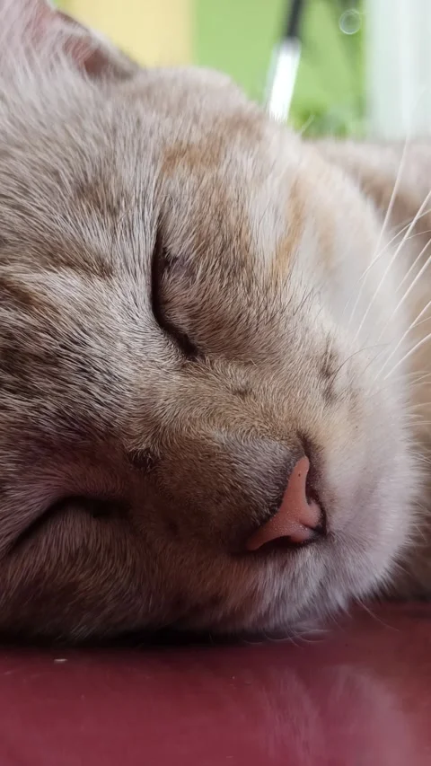 Cute cat Stock Footage 261059755