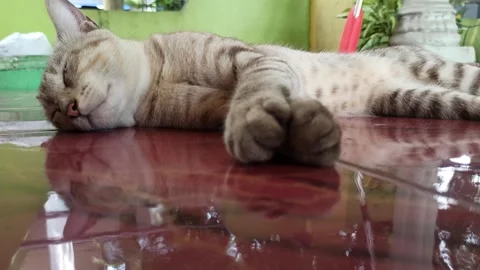 Cute cat Video stock 261059762