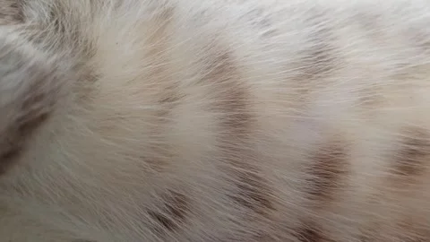 Cute cat Stock-Footage 261059829