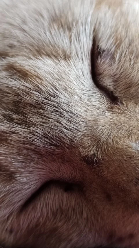 Cute cat Video stock 261059830