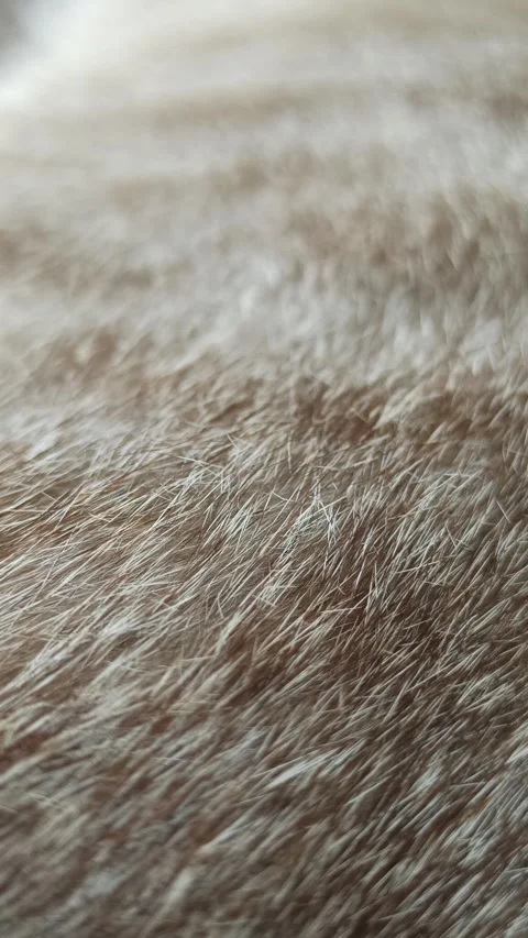 Cute cat Stock Footage 261059836