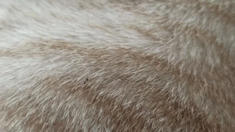 Cute cat Stock Footage 261059913