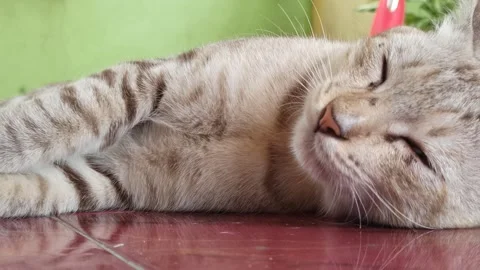 Cute cat Stock Footage 261060008