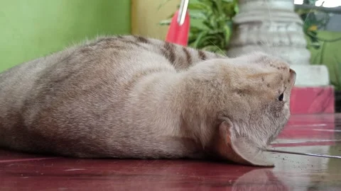 Cute cat Video stock 261060024