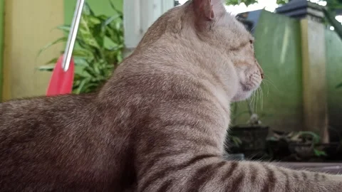 Cute cat Stock Footage 261060095