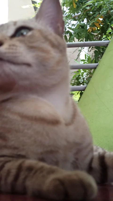 Cute cat Video stock 261060138