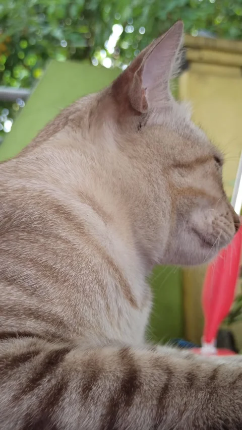 Cute cat Video stock 261060161