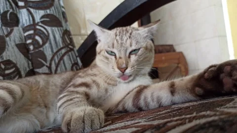 Cute cat Video stock 261060167