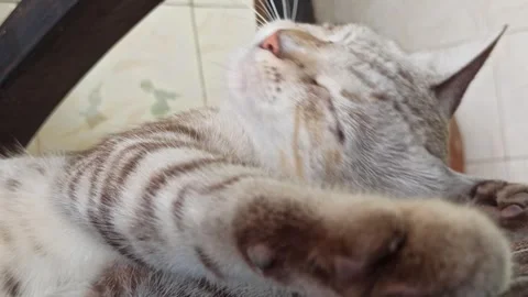 Cute cat Video stock 261060212