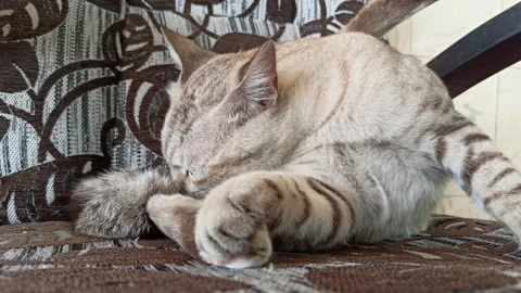 Cute cat Stock Footage 261060219