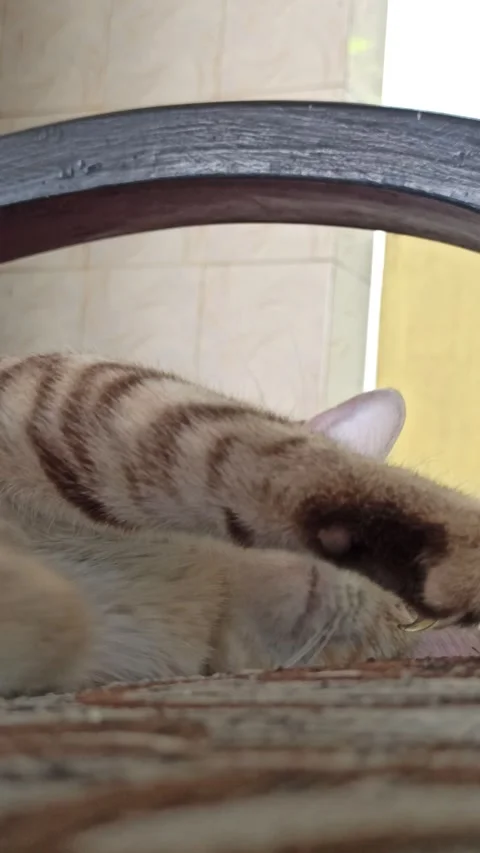 Cute cat Stock-Footage 261060278