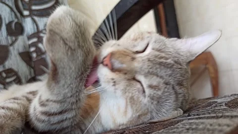 Cute cat Video stock 261060296