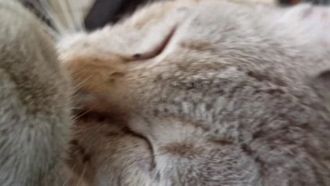 Cute cat Stock Footage 261060307