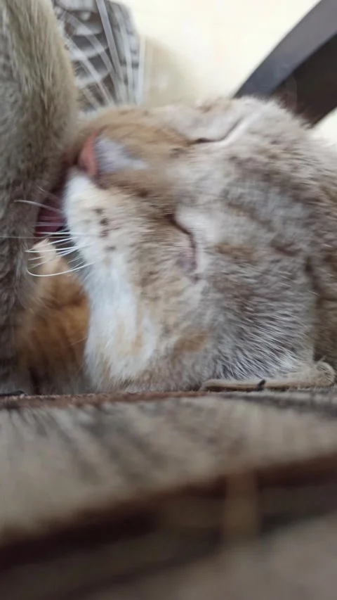 Cute cat Video stock 261060309