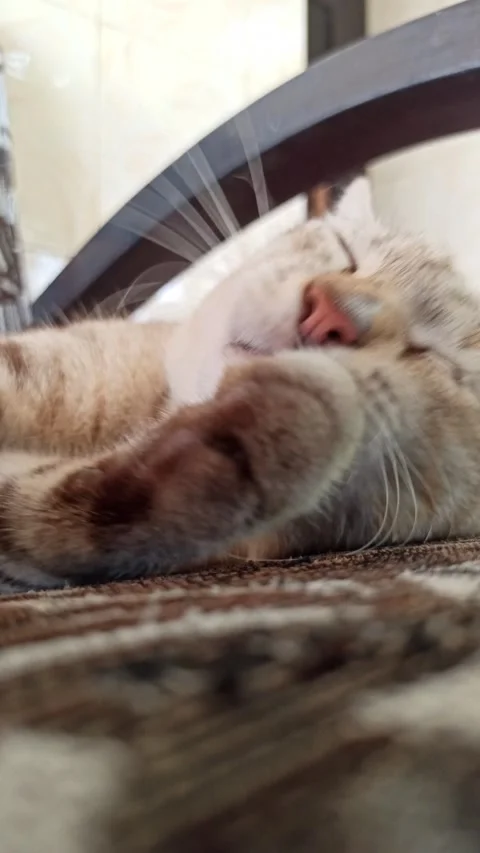 Cute cat Video stock 261060323