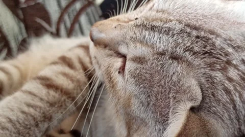 Cute cat Video stock 261060354